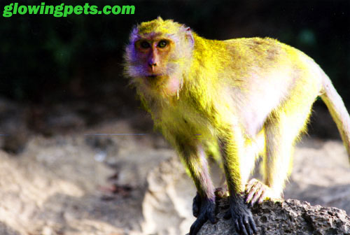 Scientists Created a Glowing Green Monkey